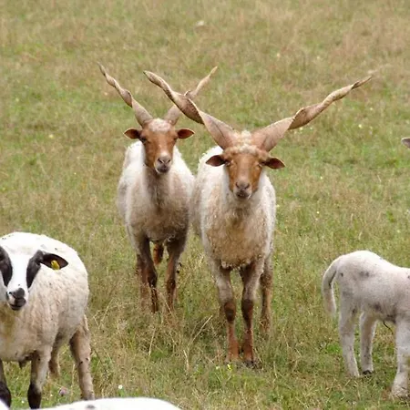 Eko Selo Koštunići